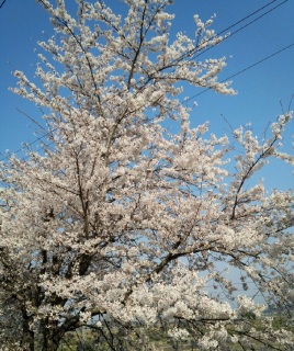 �n���̍��B